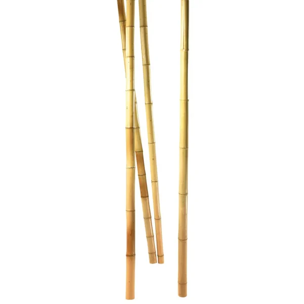 Naturdeko | Themen-Deko^DecoWoerner Bambusstangen Natur, 180 Cm 3 Stück Beige