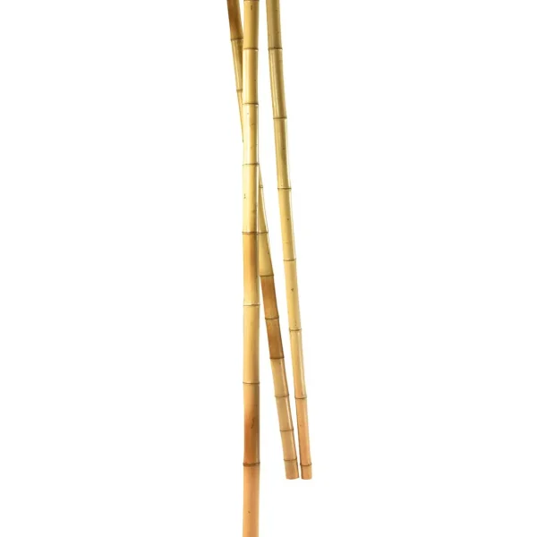Naturdeko | Themen-Deko^DecoWoerner Bambusstangen Natur, 180 Cm 3 Stück Beige