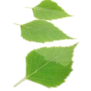 Frühlingsdeko^DecoWoerner Birkenblatt-Set grün