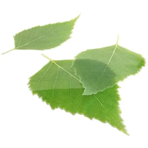Frühlingsdeko^DecoWoerner Birkenblatt-Set grün