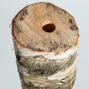 Naturdeko^DecoWoerner Birkenstamm 100 Cm 6-10 Cm Ø Beige