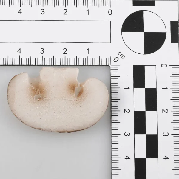 Gemüse & Kräuter^DecoWoerner Champignon-Scheiben Lebensmittel-Attrappe, 12 Stück braun