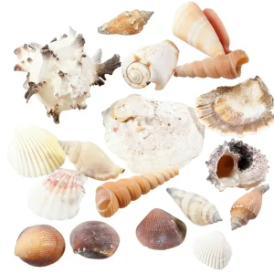 Streudeko | Sommerdeko^DecoWoerner Deko Muscheln Und Schnecken, 1400 G mehrfarbig