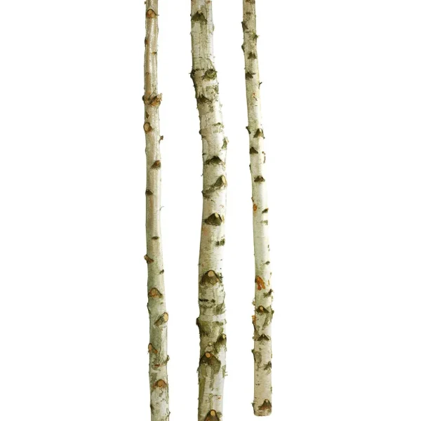 Naturdeko^DecoWoerner Deko-Birkenstämme 200 Cm, 3 Stück weiß