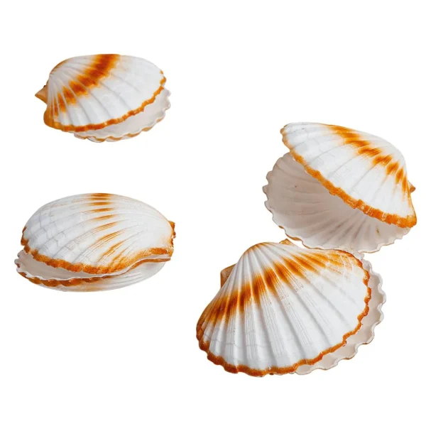 Sommerdeko^DecoWoerner Deko-Jakobsmuscheln, Pack à 4 Stück weiß