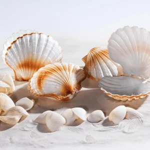 Sommerdeko^DecoWoerner Deko-Jakobsmuscheln, Pack à 4 Stück weiß