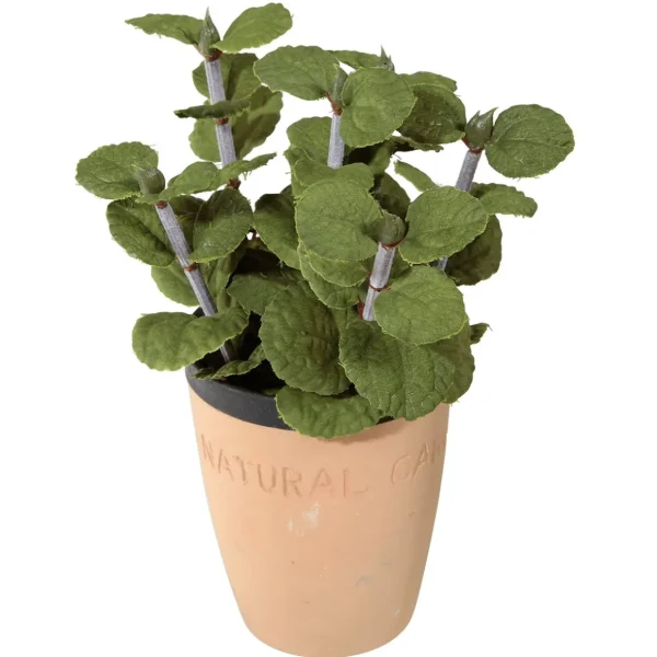 Zimmerpflanzen | Gemüse & Kräuter^DecoWoerner Deko-Minze Im Ton-Topf 20 Cm grün