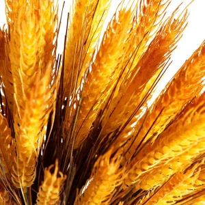 Herbstdeko | Dekogras^DecoWoerner Deko-Weizenbündel 90 Cm gelb