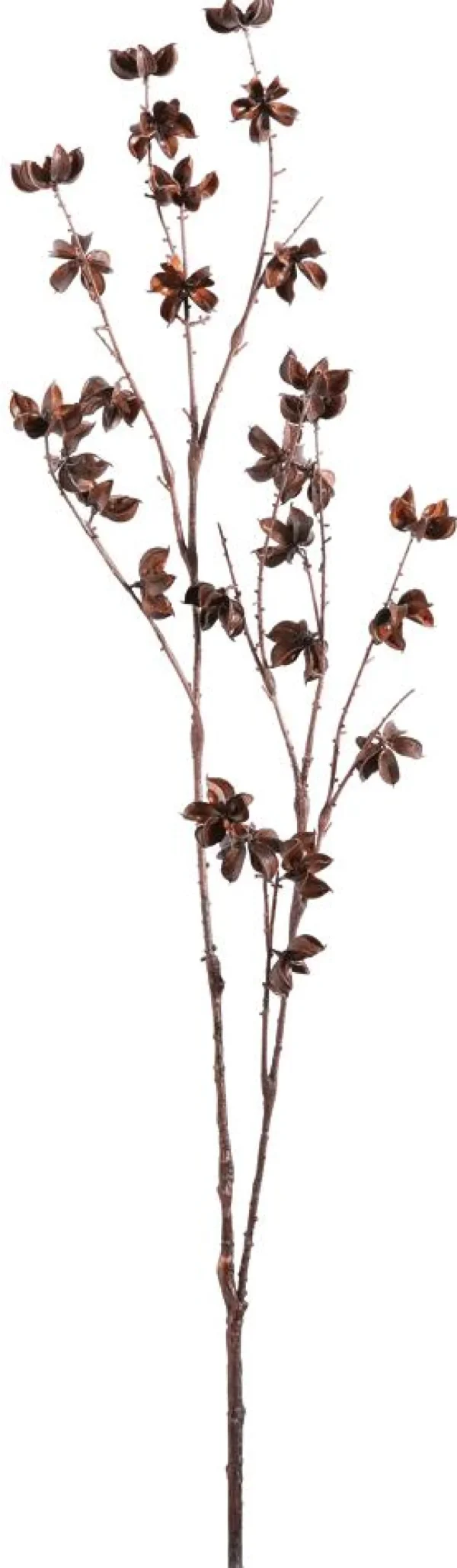 Äste & Zweige^DecoWoerner Dekozweig Baumwoll-Fruchtstand 110 Cm braun