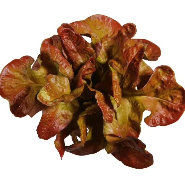 Gemüse & Kräuter^DecoWoerner Eichblattsalat Lebensmittel-Attrappe, 23 Cm Ø rot