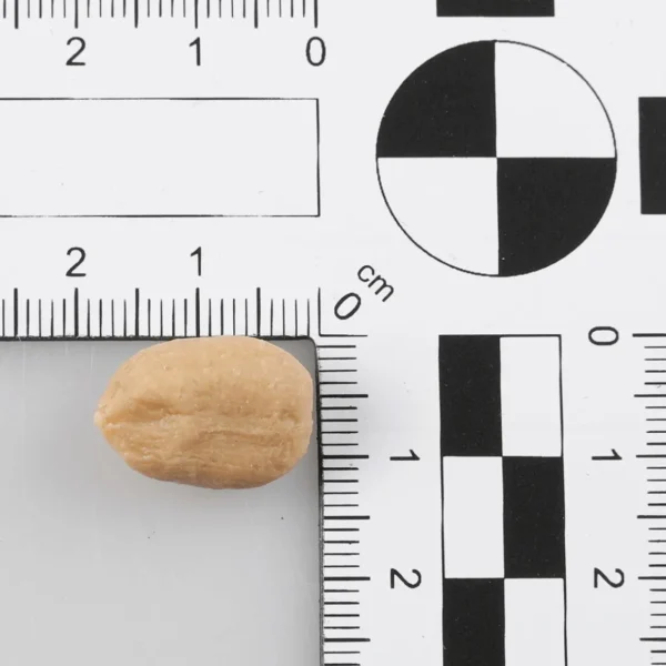 Obst & Früchte^DecoWoerner Geschälte Erdnüsse -Lebensmittel-Attrappen 50 G Beutel braun