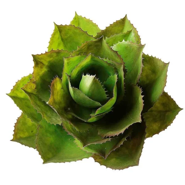 Zimmerpflanzen^DecoWoerner Künstliche Agave Parryi Ohne Topf, 38 Cm Ø grün