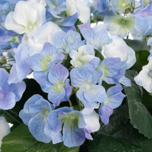 Kunstblumen^DecoWoerner Künstliche Deko Hortensien Im Korb , 44 Cm blau