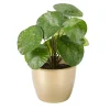 Zimmerpflanzen^DecoWoerner Künstliche Deko Pilea Im Topf Pfannkuchenpflanze 25 Cm grün