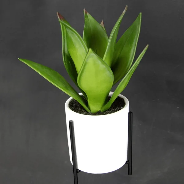 Zimmerpflanzen^DecoWoerner Künstliche Succulente Im Weißen Topf 27 Cm grün