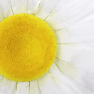 Frühlingsdeko | Kunstblüten^DecoWoerner Künstlicher Blütenkopf Gänseblümchen, 55 Cm Ø weiß