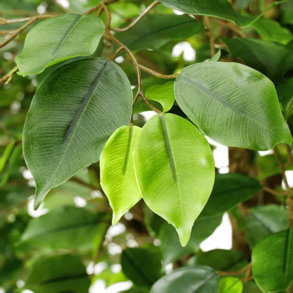 Sommerdeko | Frühlingsdeko^DecoWoerner Künstlicher Ficusbaum Mit Standplatte 245 Cm grün