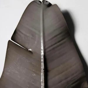 Herbstdeko^DecoWoerner Künstliches Strelizienblatt 108 Cm grün