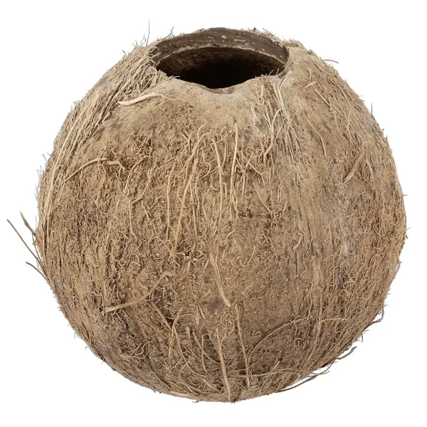Sommerdeko^DecoWoerner Kokosnuss 12 Cm Ø Befüllbar braun