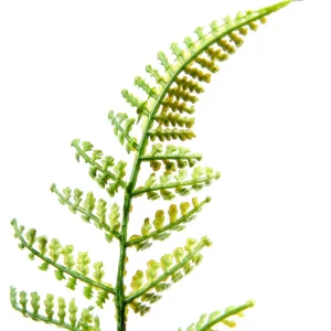 Grünpflanzen^DecoWoerner Kunstfarn Pick 30 Cm Ø grün
