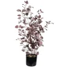 Zimmerpflanzen^DecoWoerner Kunstpflanze Eukalyptus Im Topf, 92 Cm violett
