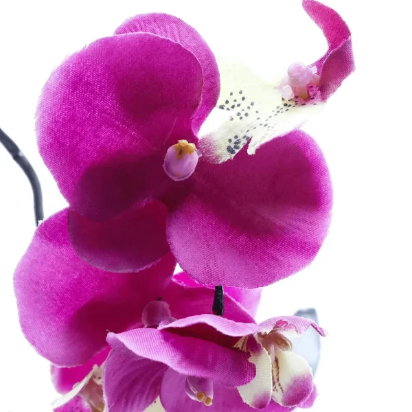 Zimmerpflanzen | Kunstblumen^DecoWoerner Kunstpflanze Orchidee Im Topf Pink , 28 Cm rosa