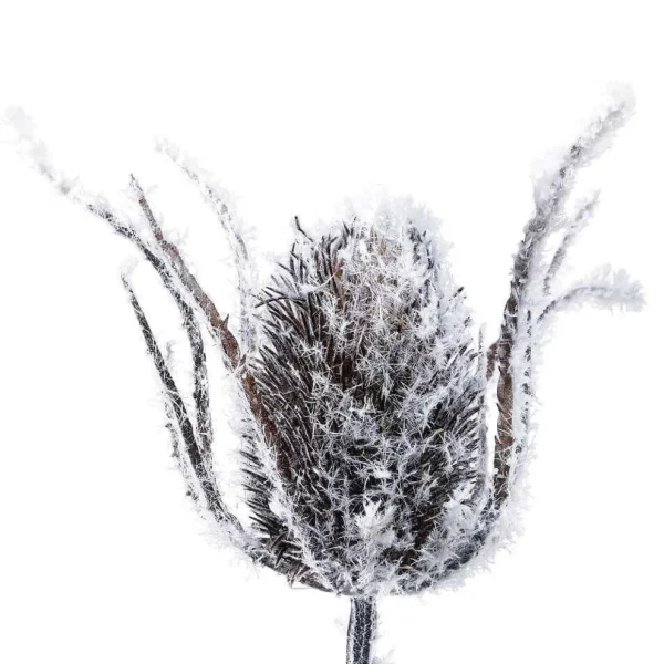 Winterdeko | Äste & Zweige^DecoWoerner Kunstzweig Distelzweig Beeist 74 Cm weiß