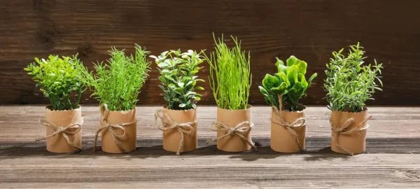 Zimmerpflanzen | Gemüse & Kräuter^DecoWoerner Mini Kräuter Im Topf Set à 6 Stück grün