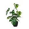 Grünpflanzen | Zimmerpflanzen^DecoWoerner Monstera Im Schwarzem Topf grün