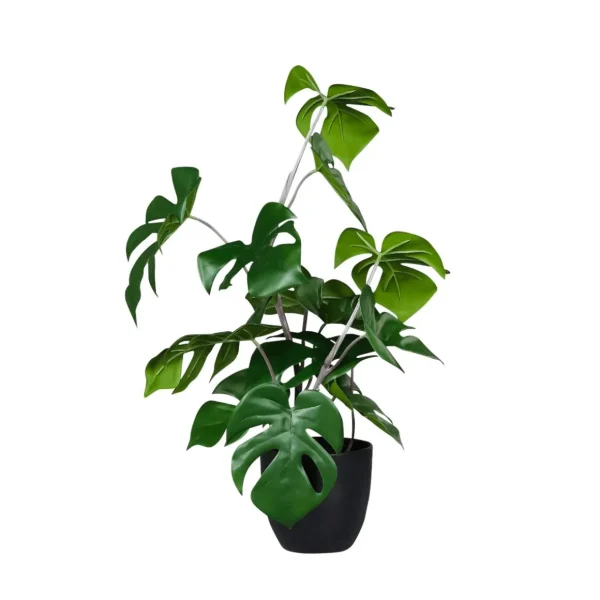 Grünpflanzen | Zimmerpflanzen^DecoWoerner Monstera Im Schwarzem Topf grün
