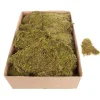 Naturdeko | Kunstrasen & -Moos^DecoWoerner Moos-Matten, Moos-Platten 2 Kg grün