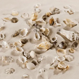 Sommerdeko | Streudeko^DecoWoerner Muschel Und Schnecken-Mix Maritime-Streu-Dekoration 2000 G braun