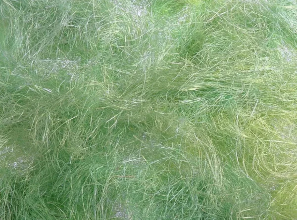 Streudeko^DecoWoerner Ostergras, 50 G grün