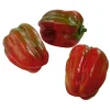 Gemüse & Kräuter^DecoWoerner Paprika Lebensmittel-Attrappe, Pack à 3 Stück rot