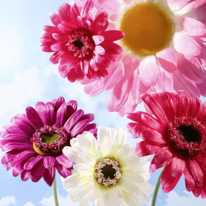 Frühlingsdeko | Kunstblüten^DecoWoerner Riesen-Gerbera-Blüte Lila, 45 Cm Ø violett