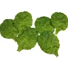 Gemüse & Kräuter^DecoWoerner Romana-Salatblätter Lebensmittel-Attrappe, Pack 6 Stück grün