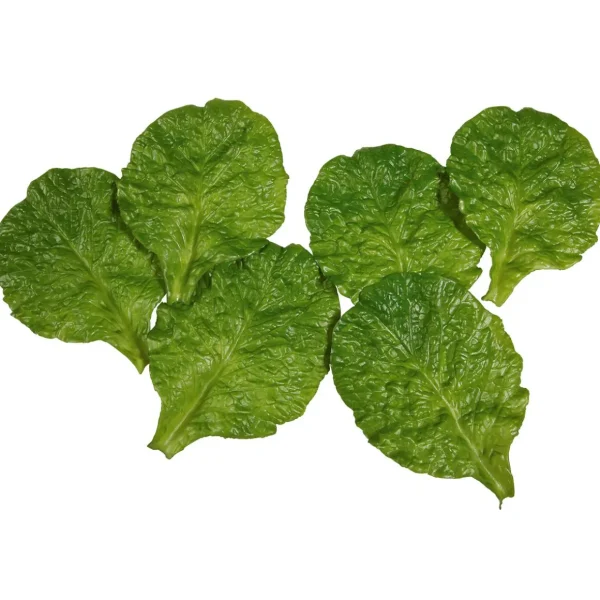Gemüse & Kräuter^DecoWoerner Romana-Salatblätter Lebensmittel-Attrappe, Pack 6 Stück grün