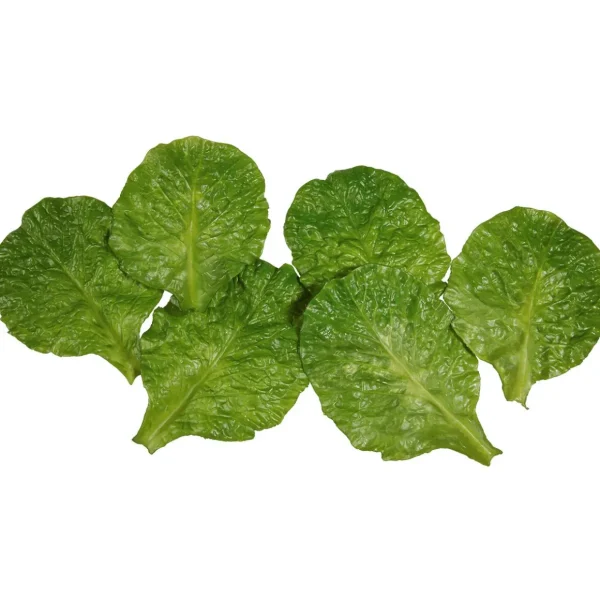 Gemüse & Kräuter^DecoWoerner Romana-Salatblätter Lebensmittel-Attrappe, Pack 6 Stück grün