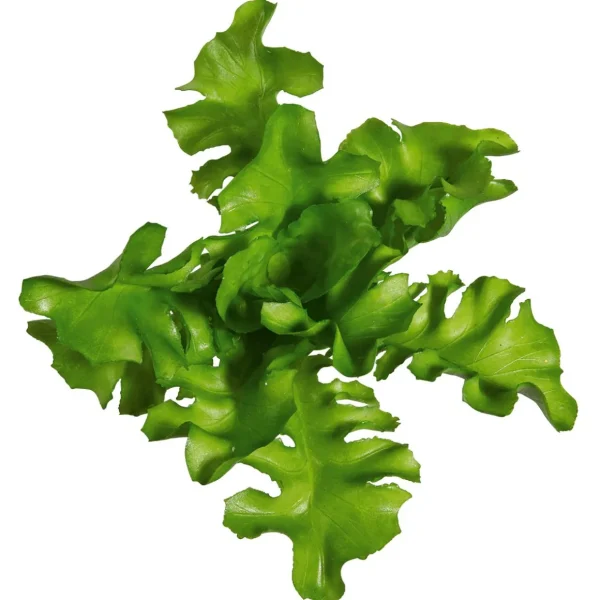 Gemüse & Kräuter^DecoWoerner Rucola Salat Lebensmittel-Attrappe, Pack à 2 Stück grün