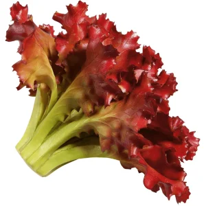 Gemüse & Kräuter^DecoWoerner Salat Lollo Rosso Lebensmittel-Attrappe, 16 Cm Ø rot