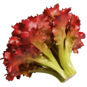 Gemüse & Kräuter^DecoWoerner Salat Lollo Rosso Lebensmittel-Attrappe, 16 Cm Ø rot