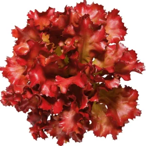 Gemüse & Kräuter^DecoWoerner Salat Lollo Rosso Lebensmittel-Attrappe, 16 Cm Ø rot