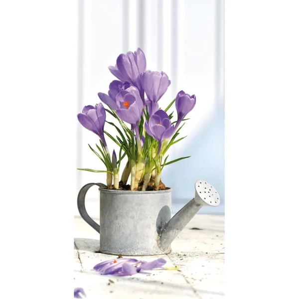 Osterdeko | Frühlingsdeko^DecoWoerner Schwer Entflammbarer Stoffbanner „lila Krokusse In Der Gießkanne“ Aus Fahnenstoff 100 X 200 Cm violett
