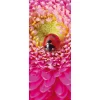 Sommerdeko | Frühlingsdeko^DecoWoerner Schwer Entflammbarer Stoffbanner „Marienkäfer Auf Pinker Blüte“ Aus Fahnenstoff 75 X 180 Cm rot