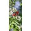 Sommerdeko | Frühlingsdeko^DecoWoerner Schwer Entflammbarer Stoffbanner „er Schmetterling Pfauenauge“ Aus Fahnenstoff 75 X 180 Cm rot