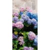Sommerdeko | Frühlingsdeko^DecoWoerner Schwer Entflammbarer Stoffbanner „, Lila Und Blaue Hortensien“ Aus Fahnenstoff 100 X 200 Cm rosa