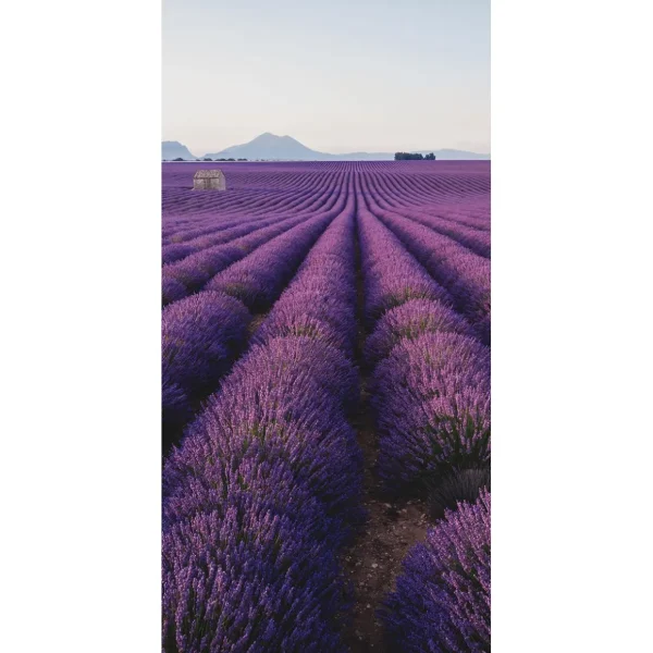 Sommerdeko | Sommer-Banner^DecoWoerner Schwer Entflammbarer Stoffbanner „Lavendelfeld In Der Provence“ Aus Fahnenstoff 100 X 200 Cm violett