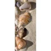 Sommerdeko | Sommer-Banner^DecoWoerner Schwer Entflammbarer Stoffbanner "Muscheln Im Sand" Aus Fahnenstoff 75 X 180 Cm braun