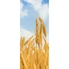 Themen-Deko | Herbstdeko^DecoWoerner Schwer Entflammbarer Stoffbanner "goldene Weizenähren" Aus Fahnenstoff 75 X 180 Cm gelb