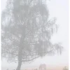 Themen-Deko | Herbstdeko^DecoWoerner Schwer Entflammbarer Stoffbanner "Herbstnebel" Aus Fahnenstoff 100 X 200 Cm Grau